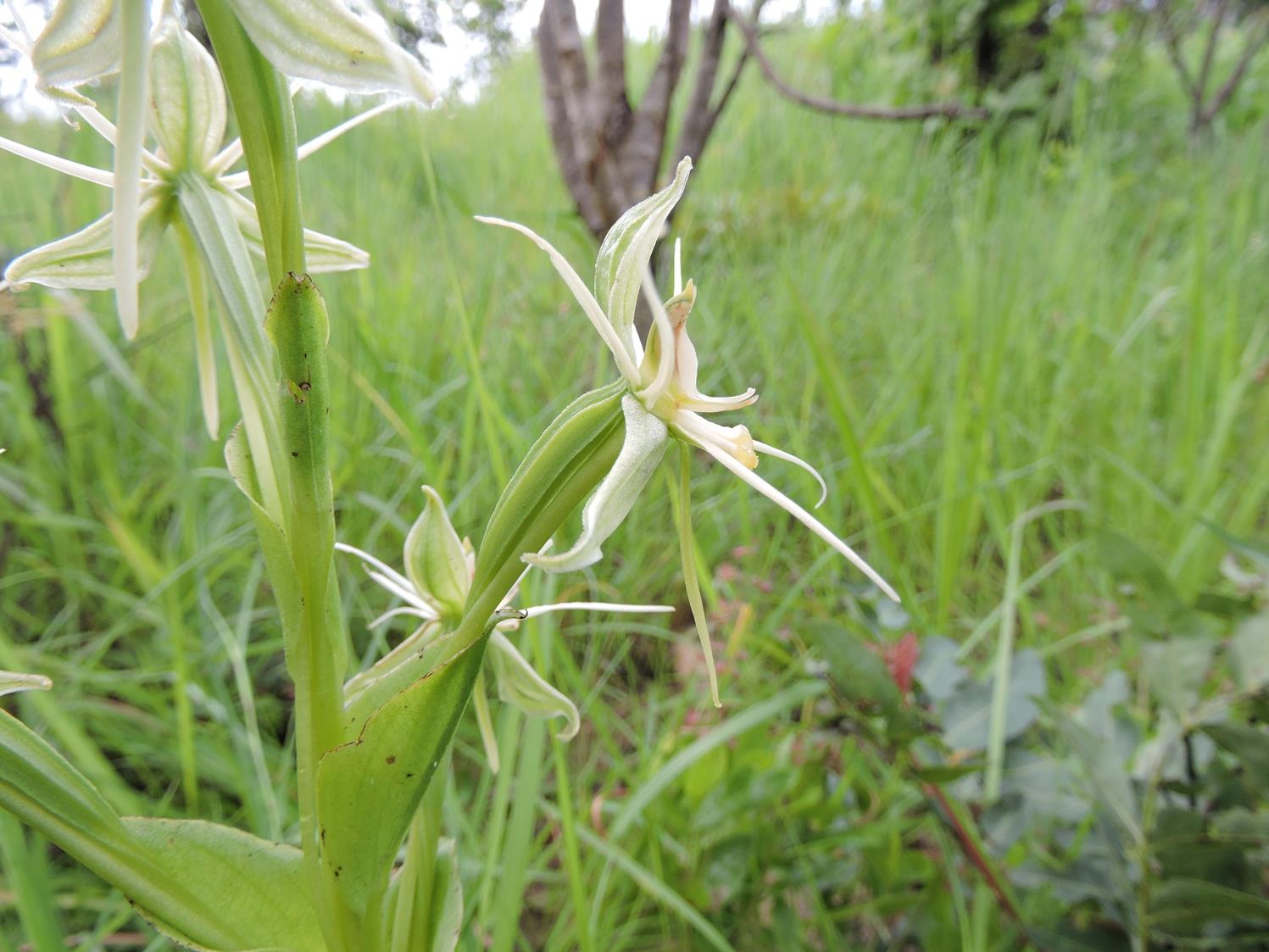Habenaria edgarii