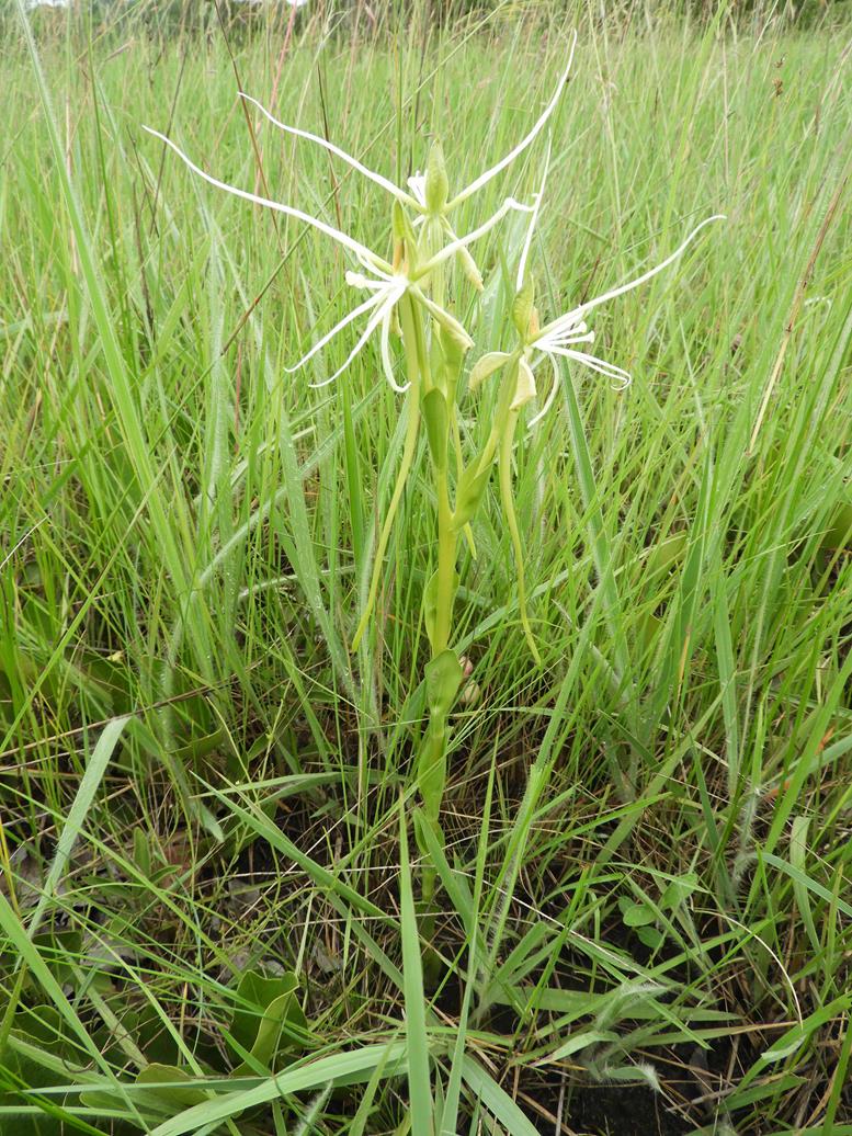 Habenaria kassneriana
