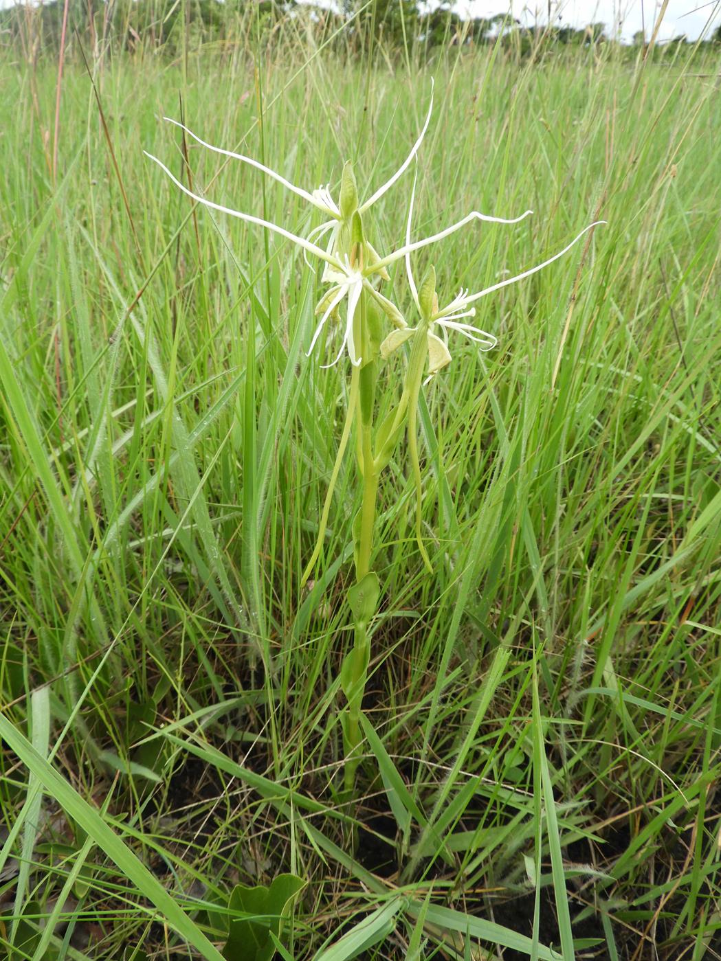Habenaria kassneriana