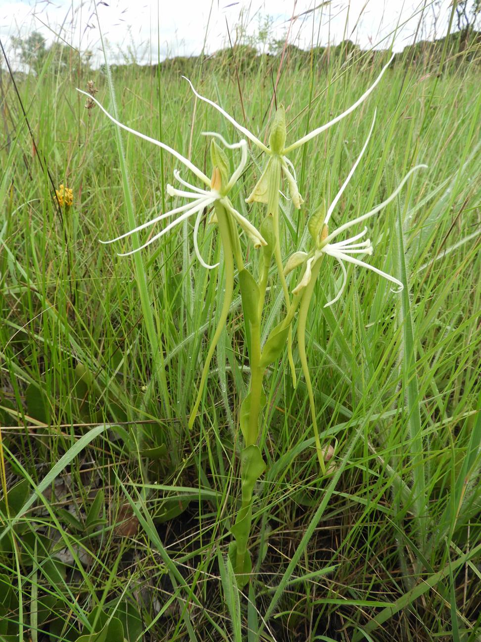 Habenaria kassneriana