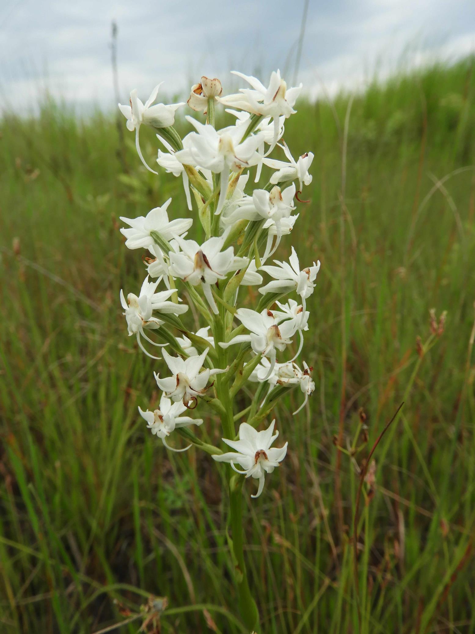 Habenaria kilimanjari