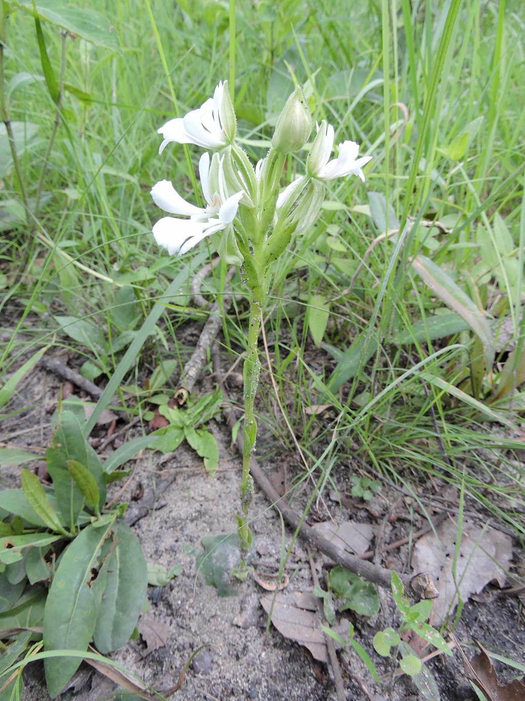 Habenaria perpulchra Habenaria perpulchra