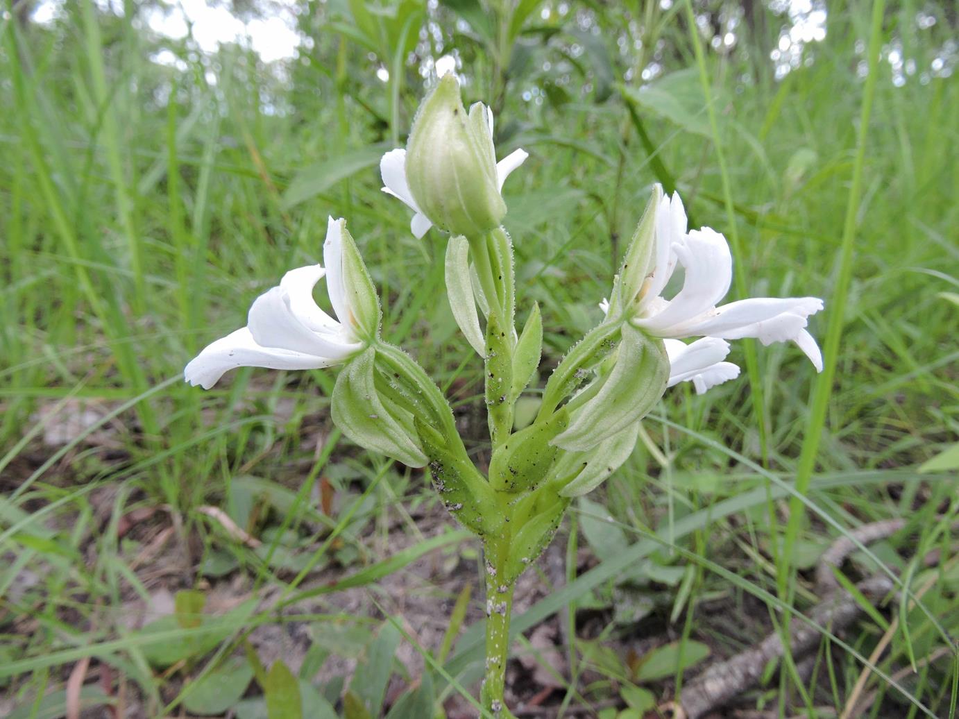 Habenaria perpulchra Habenaria perpulchra