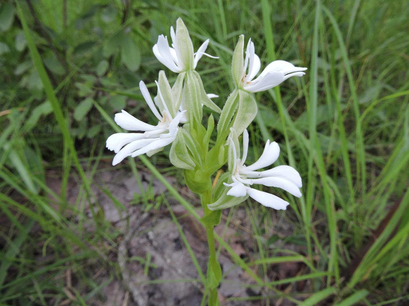 Habenaria perpulchra Habenaria perpulchra