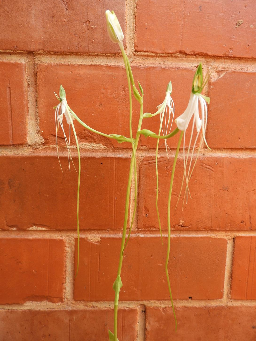 Habenaria rhopalostigma