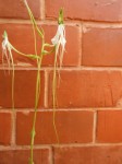 Habenaria rhopalostigma