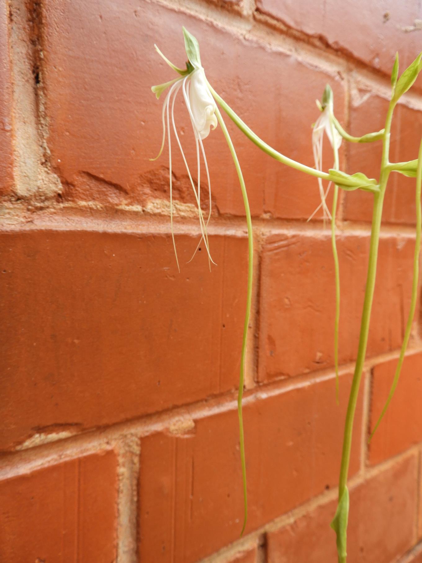 Habenaria rhopalostigma