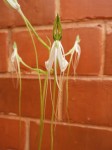 Habenaria rhopalostigma
