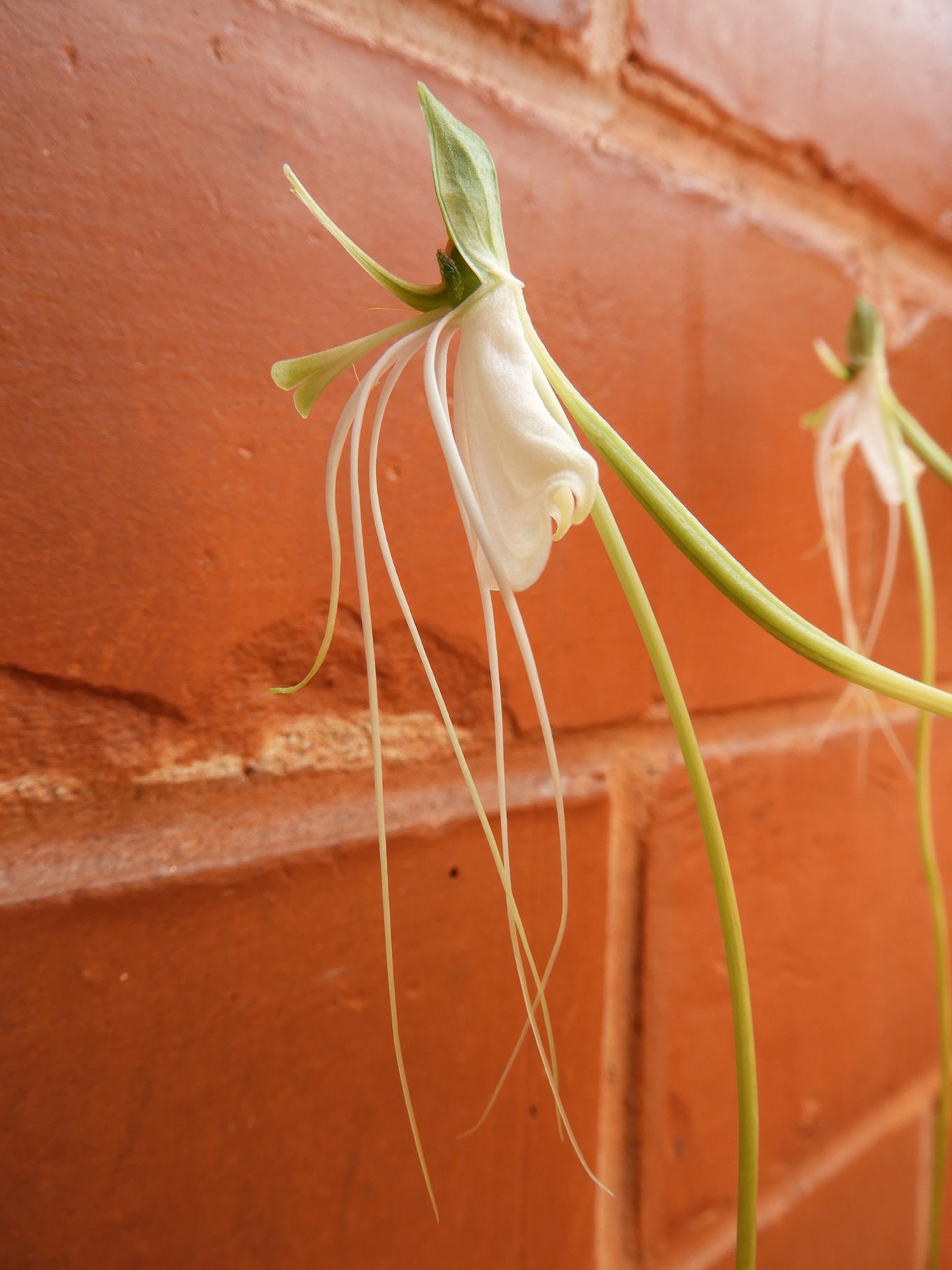 Habenaria rhopalostigma Habenaria rhopalostigma