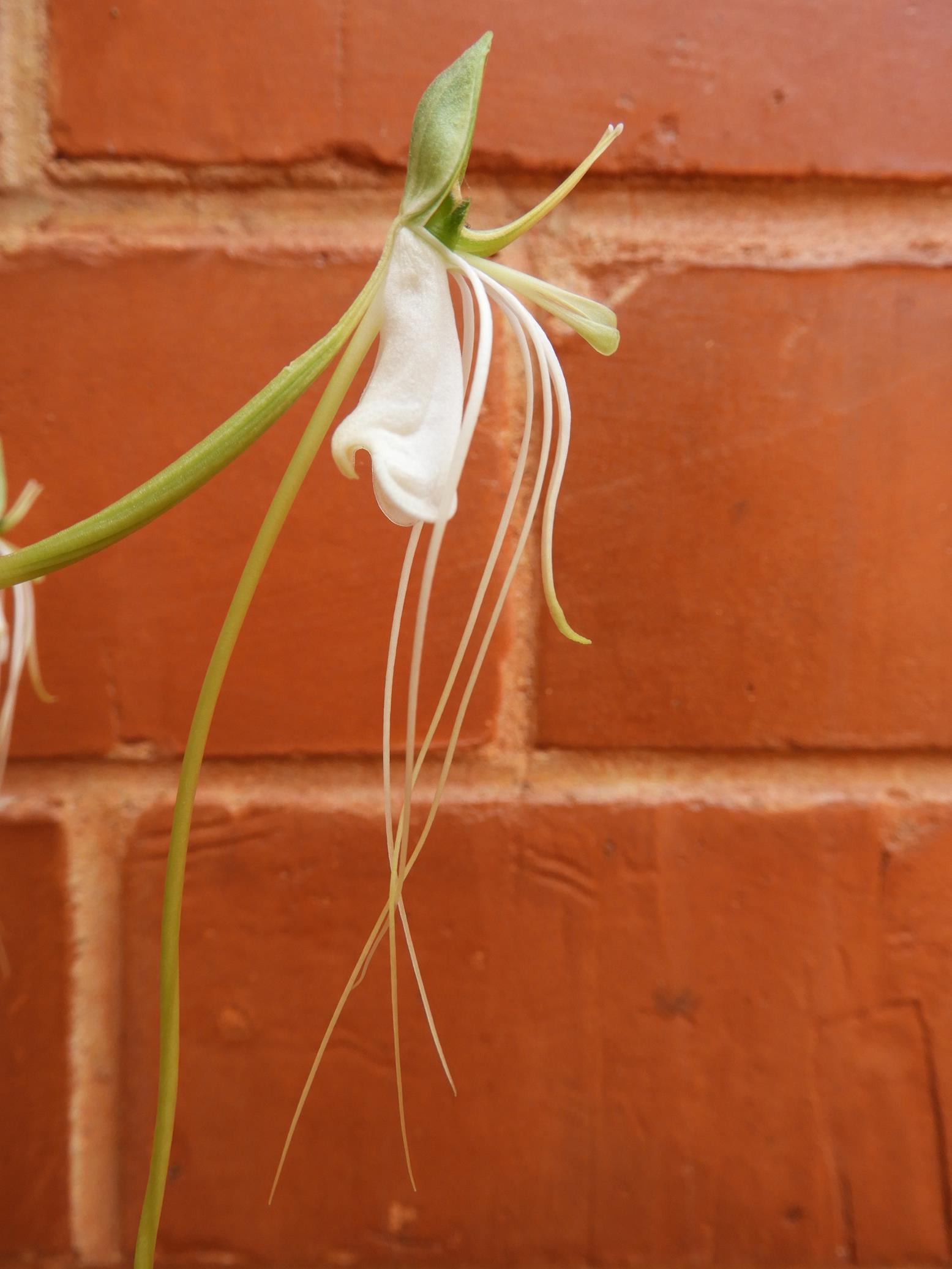 Habenaria rhopalostigma