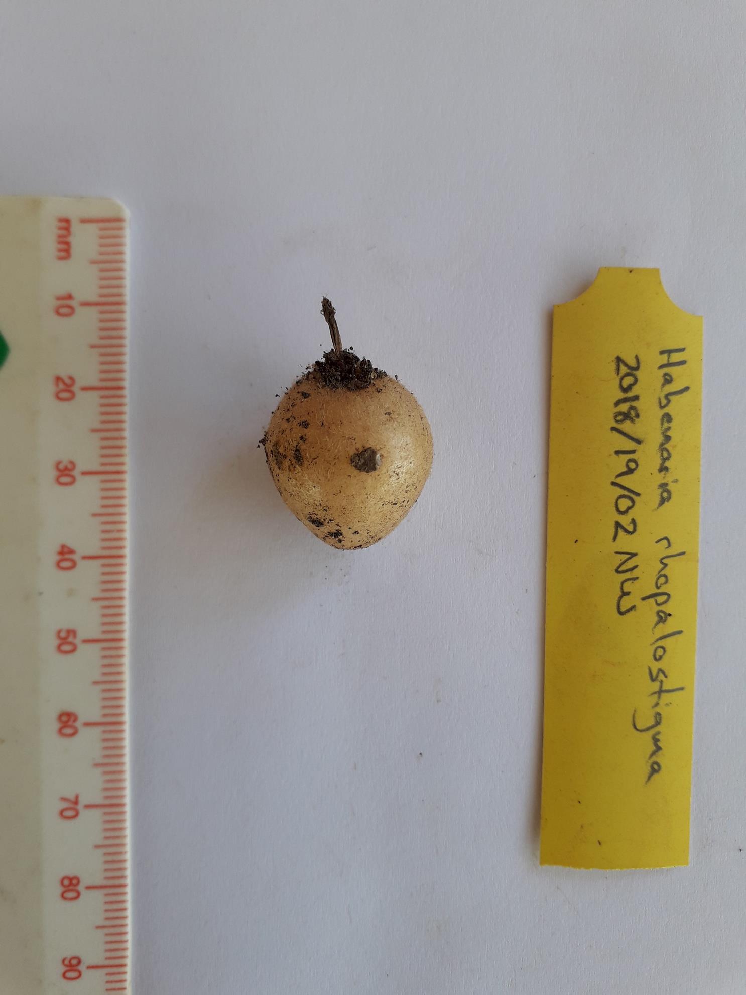 Habenaria rhopalostigma Habenaria rhopalostigma