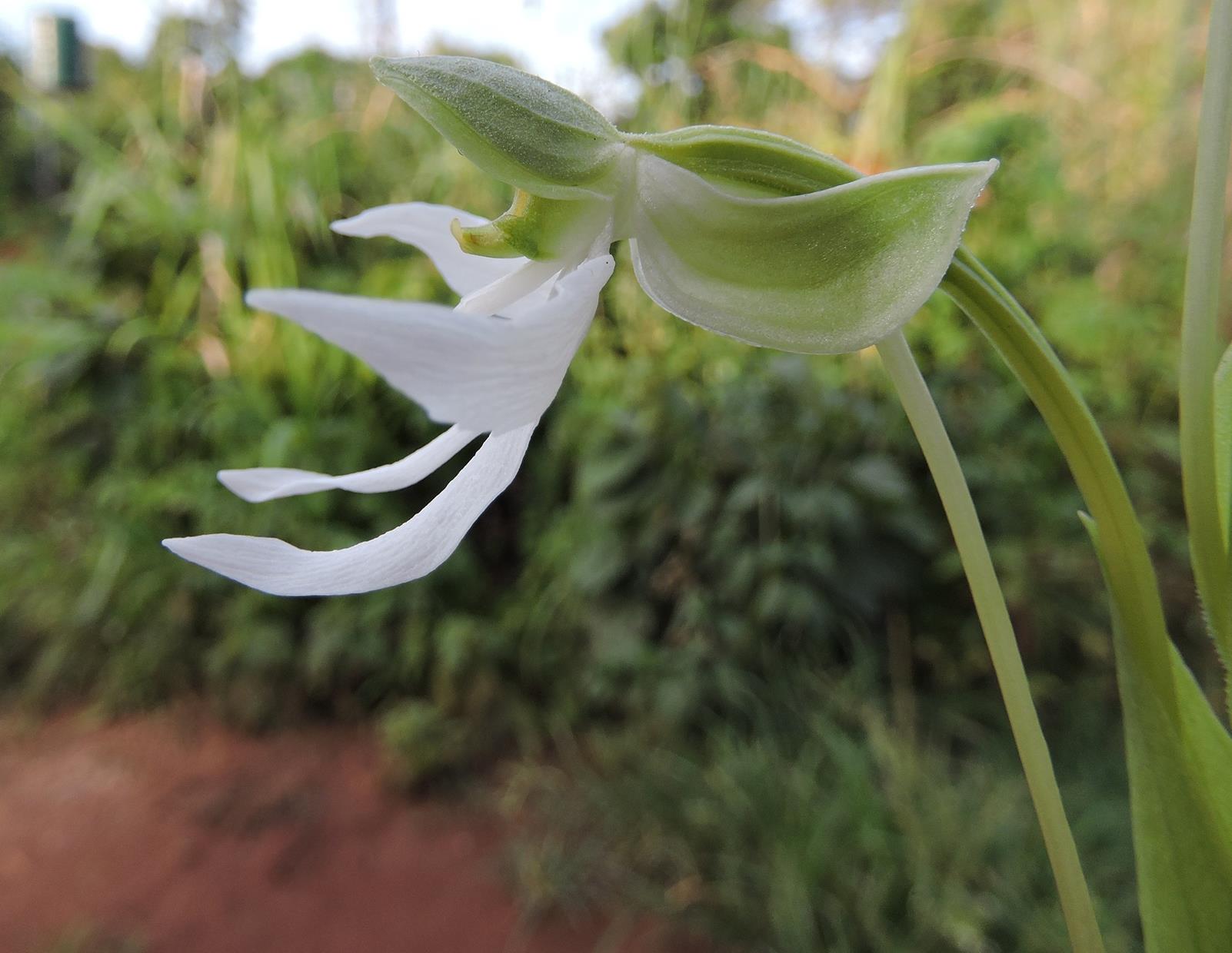 Habenaria walleri