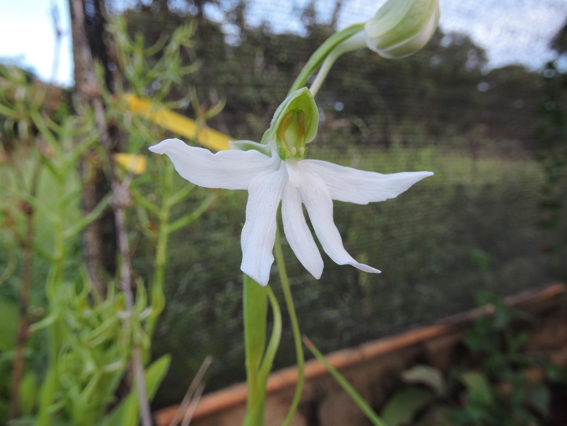 Habenaria walleri