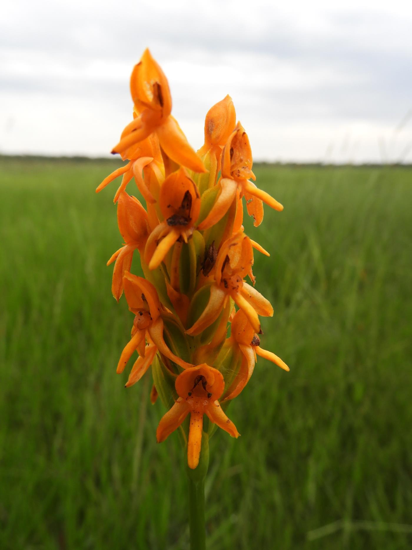 Platycoryne guingangae Platycoryne guingangae