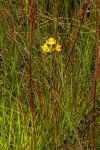 Platycoryne latipetala var. latipetala