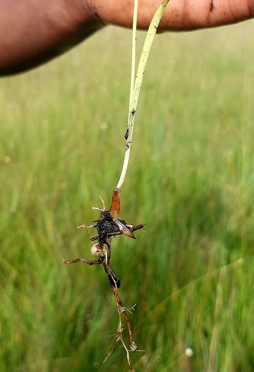 Platycoryne latipetala var. latipetala Platycoryne latipetala var. latipetala