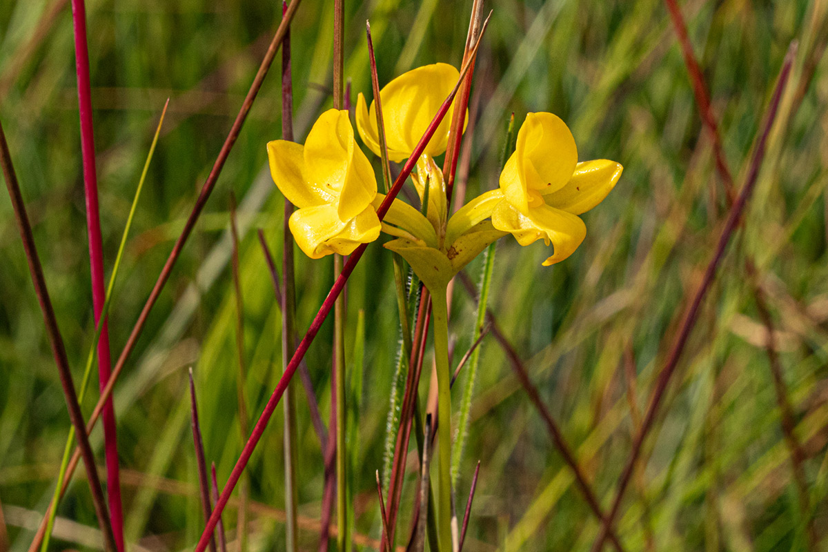 Platycoryne latipetala var. latipetala Platycoryne latipetala var. latipetala