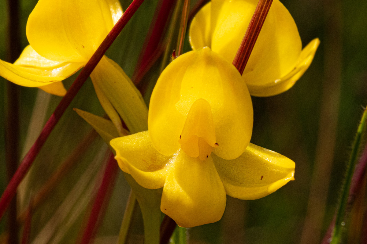 Platycoryne latipetala var. latipetala Platycoryne latipetala var. latipetala