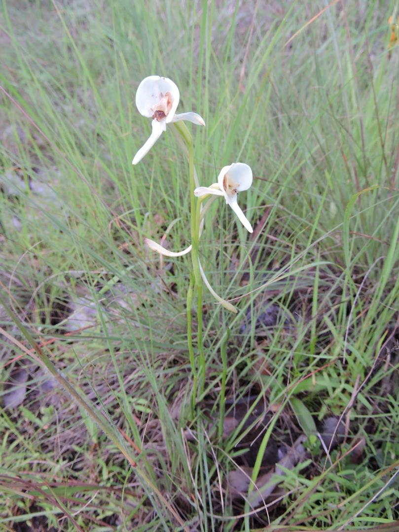 Platycoryne macroceras