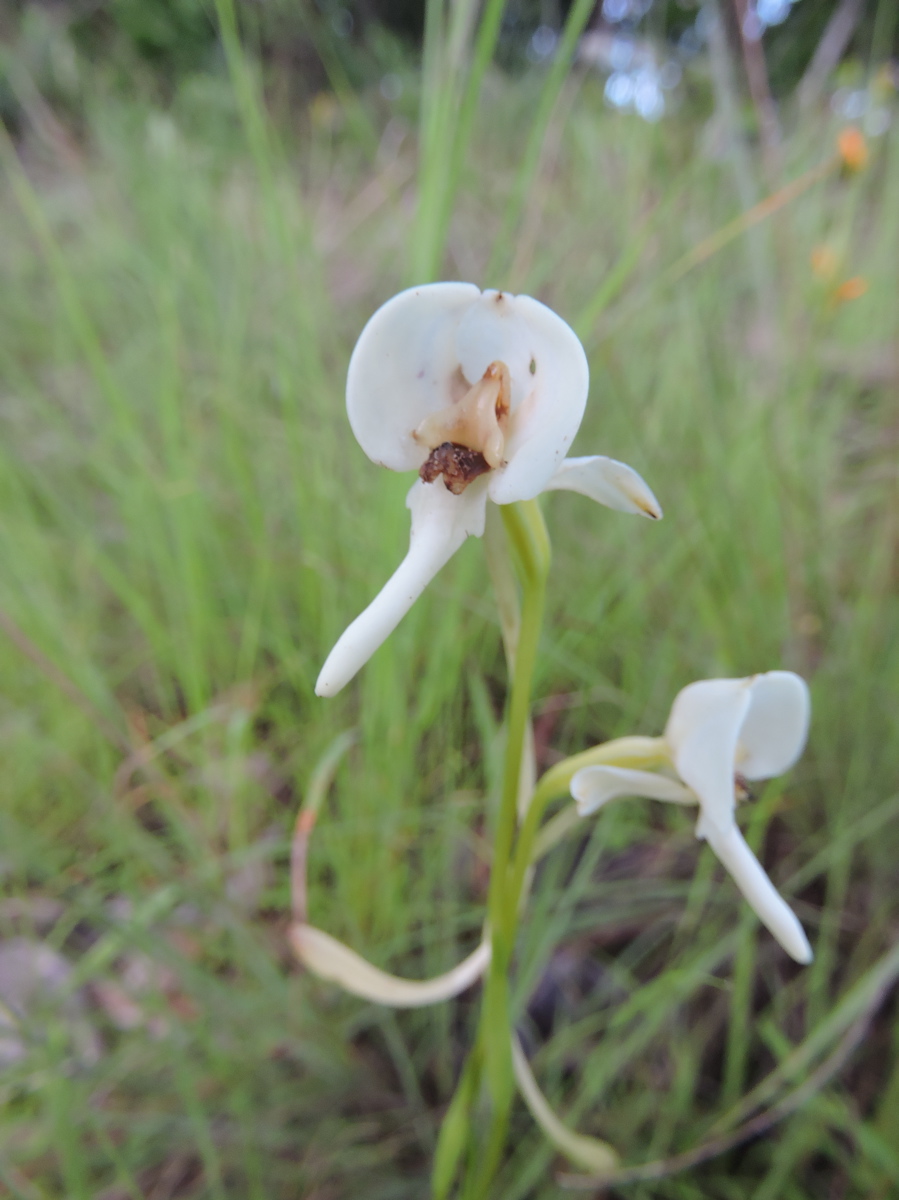 Platycoryne macroceras Platycoryne macroceras