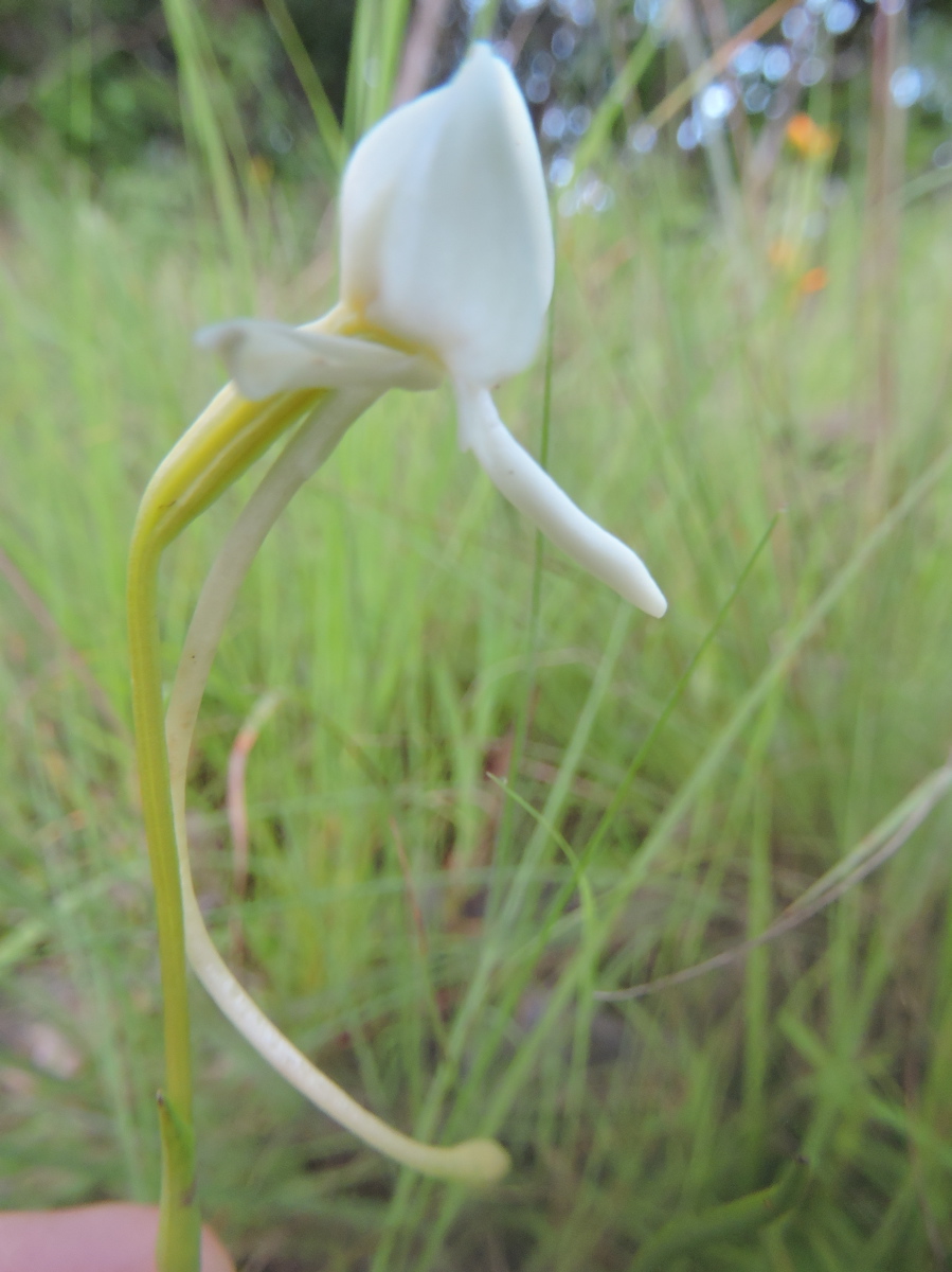 Platycoryne macroceras Platycoryne macroceras