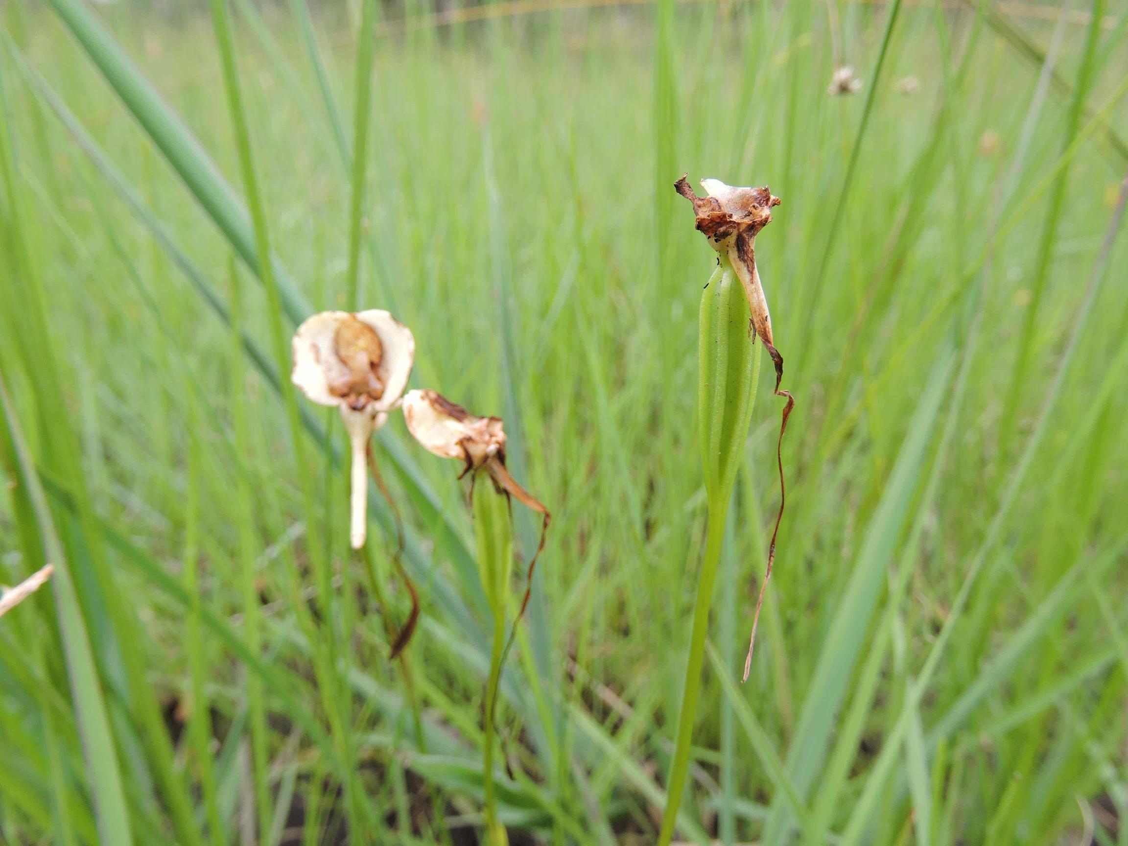 Platycoryne macroceras