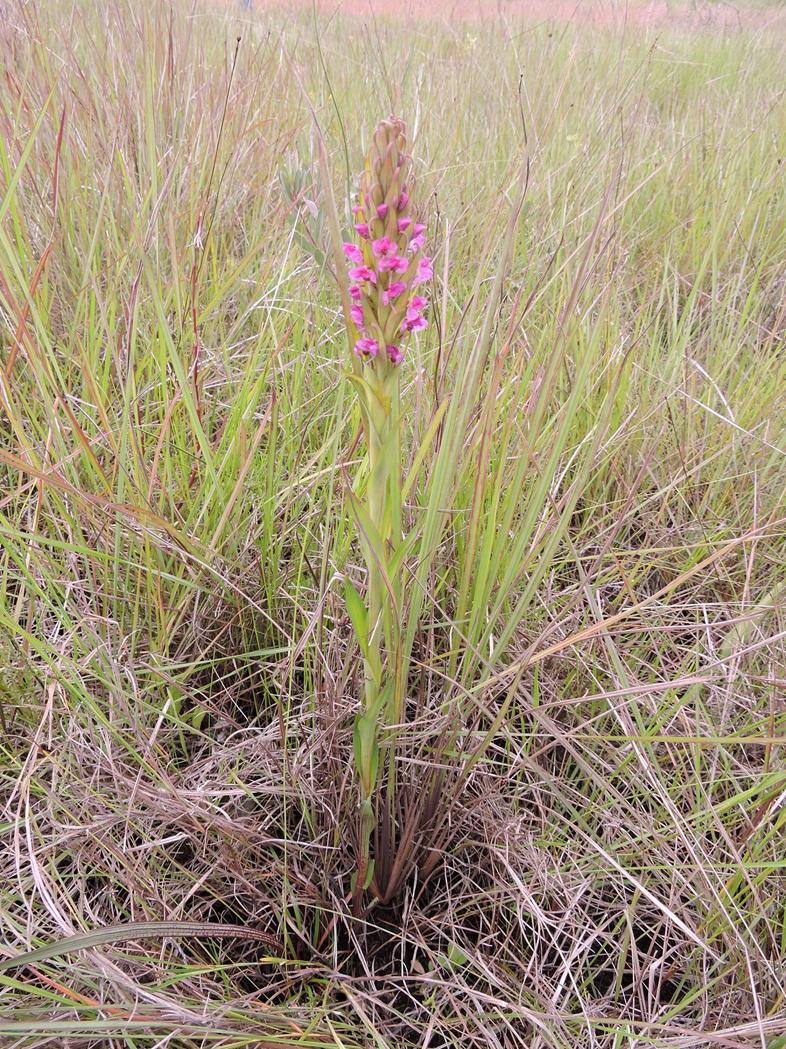 Disa aequiloba Disa aequiloba