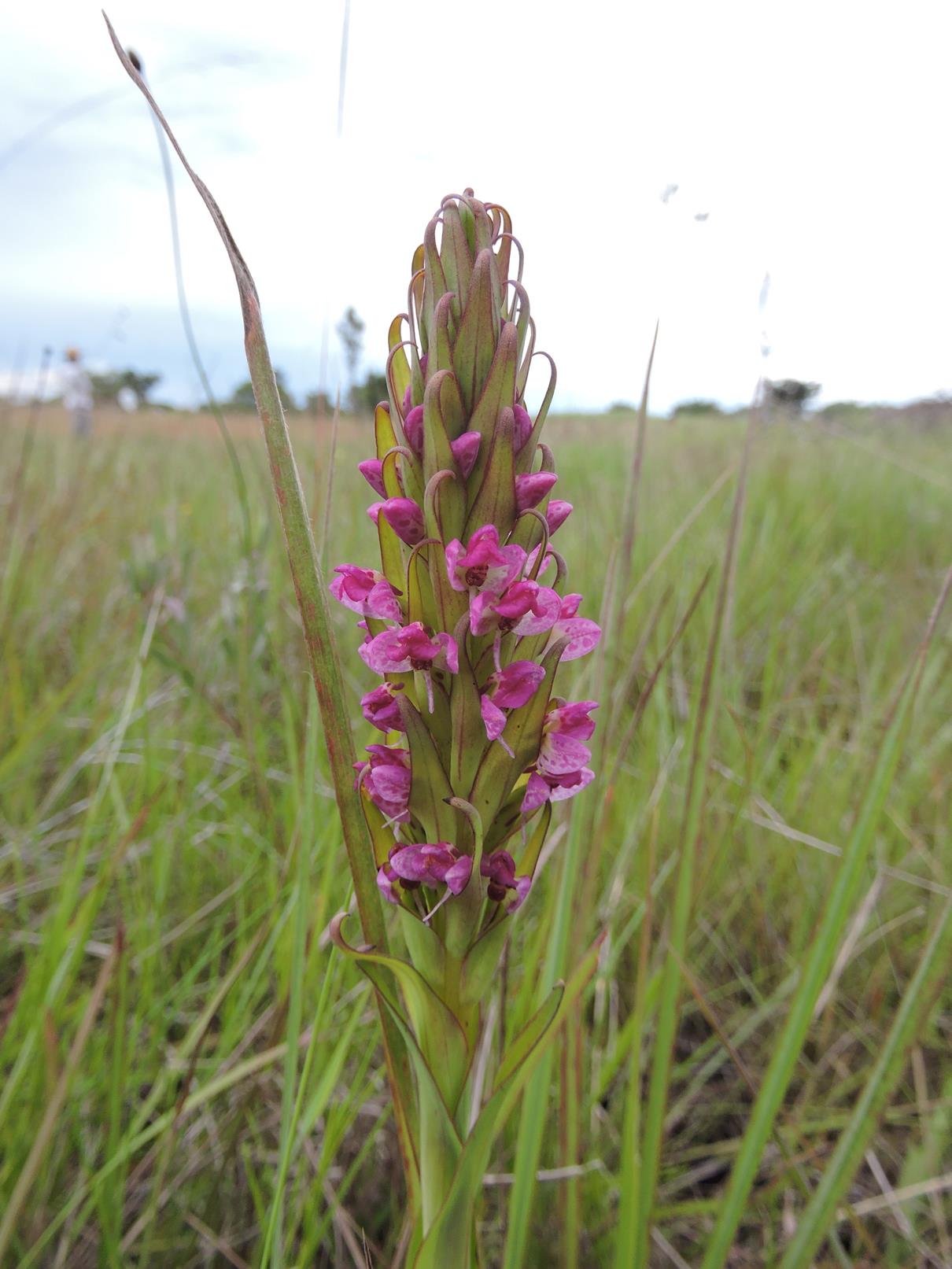 Disa aequiloba Disa aequiloba