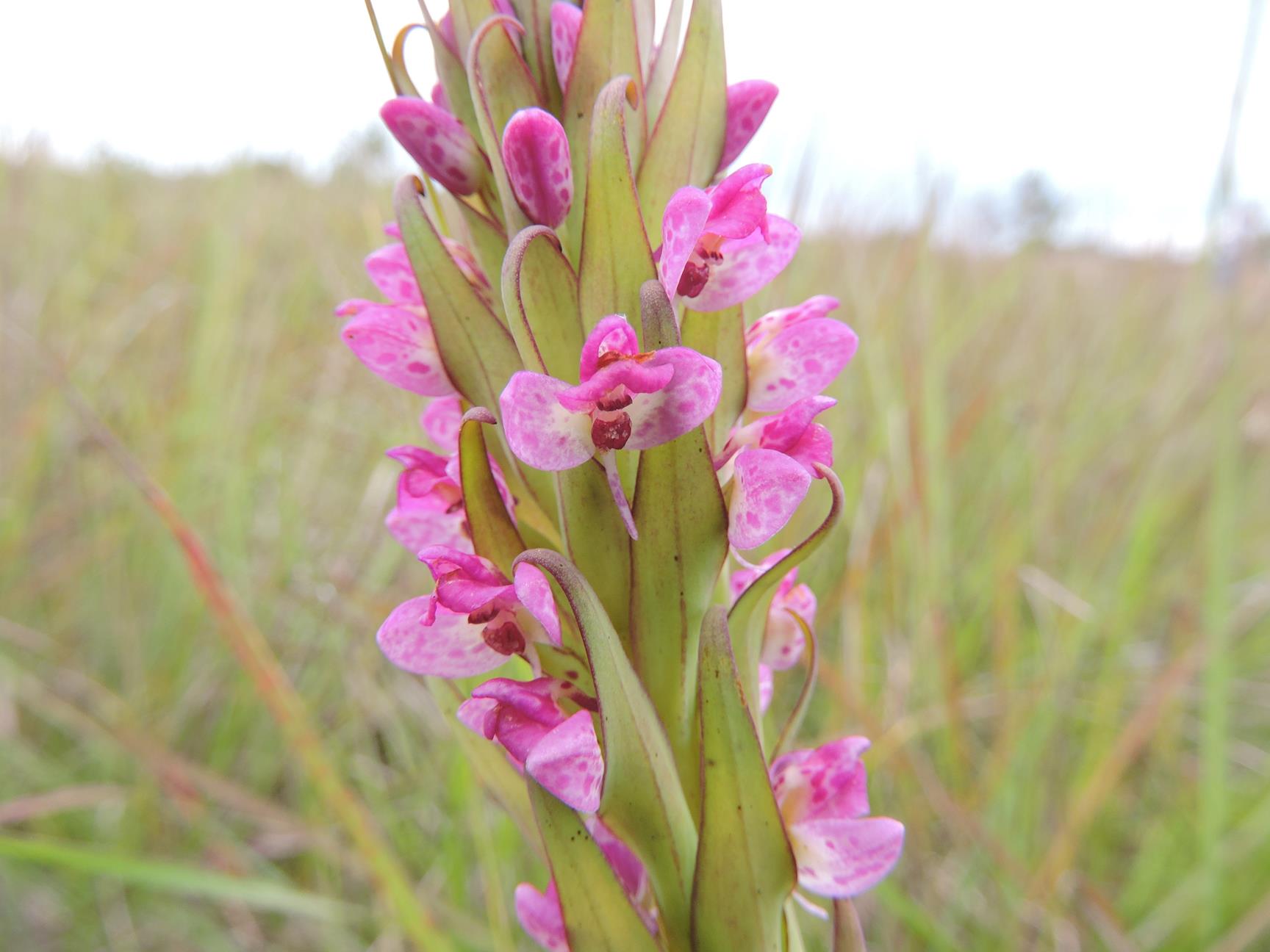 Disa aequiloba Disa aequiloba