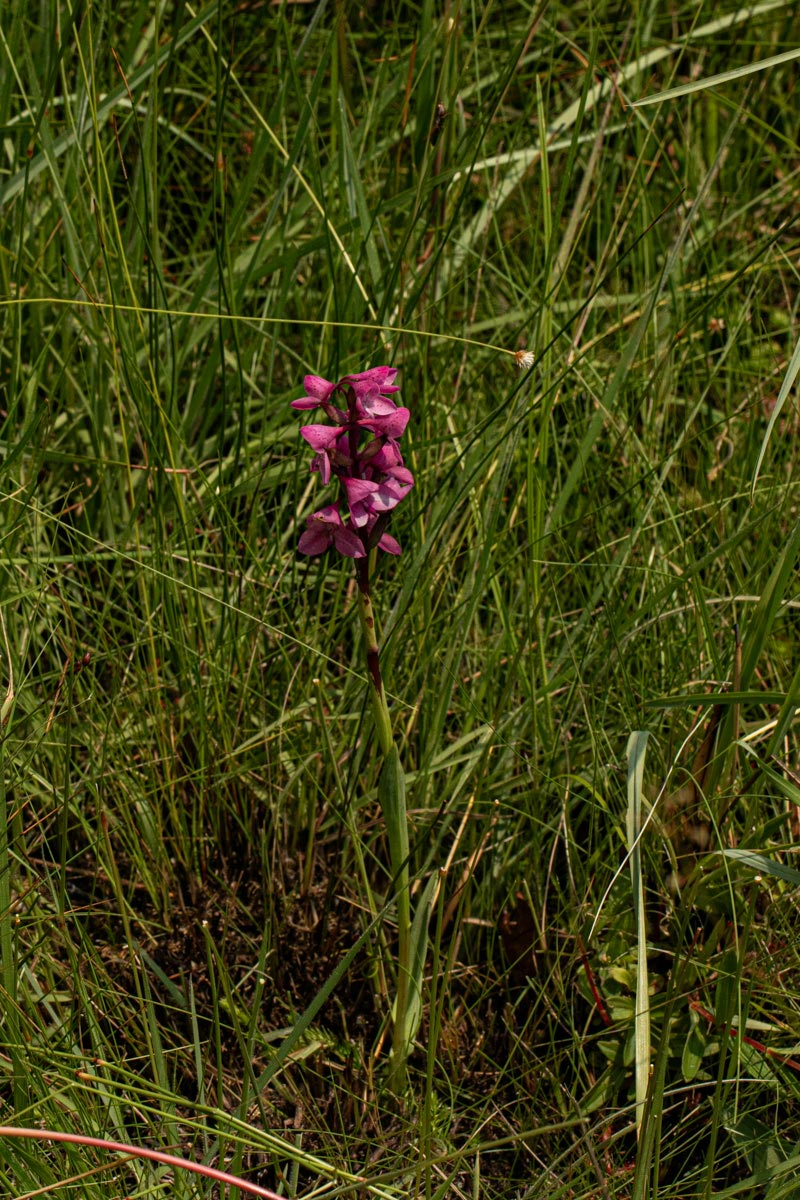 Disa afra