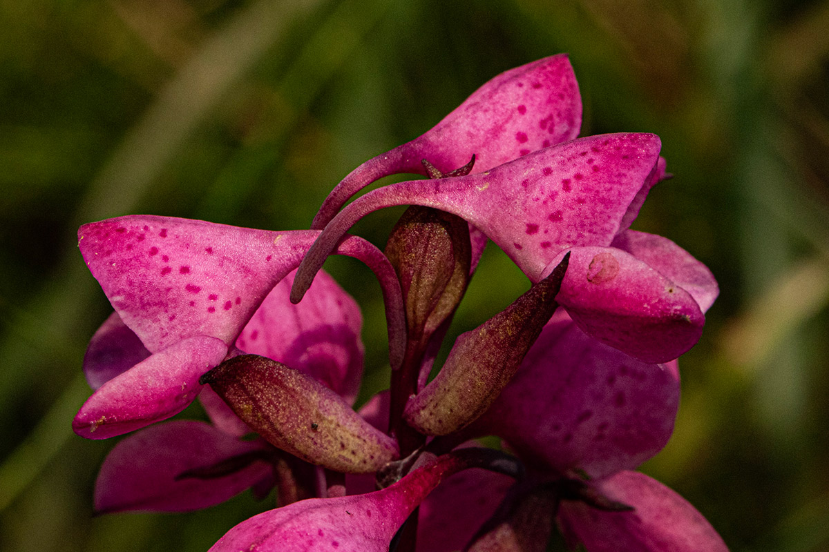 Disa afra