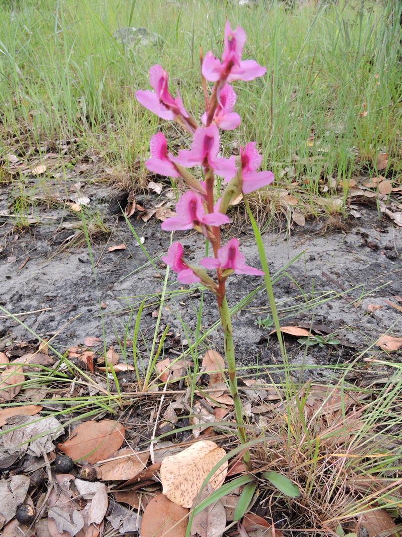 Disa engleriana