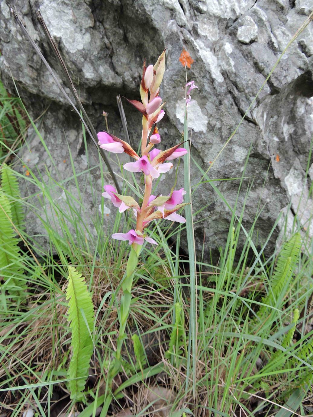 Disa engleriana
