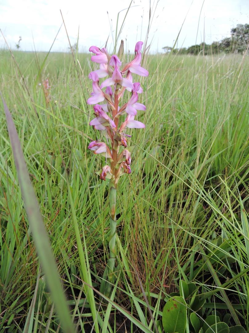 Disa verdickii Disa verdickii