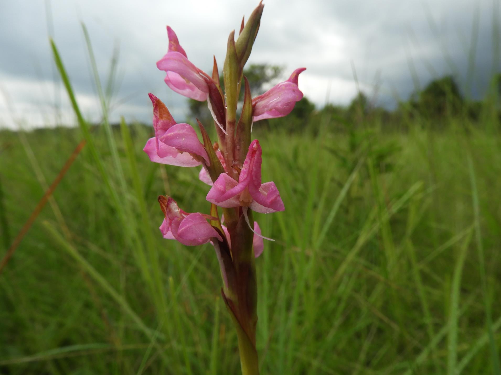 Disa welwitschii subsp. occultans