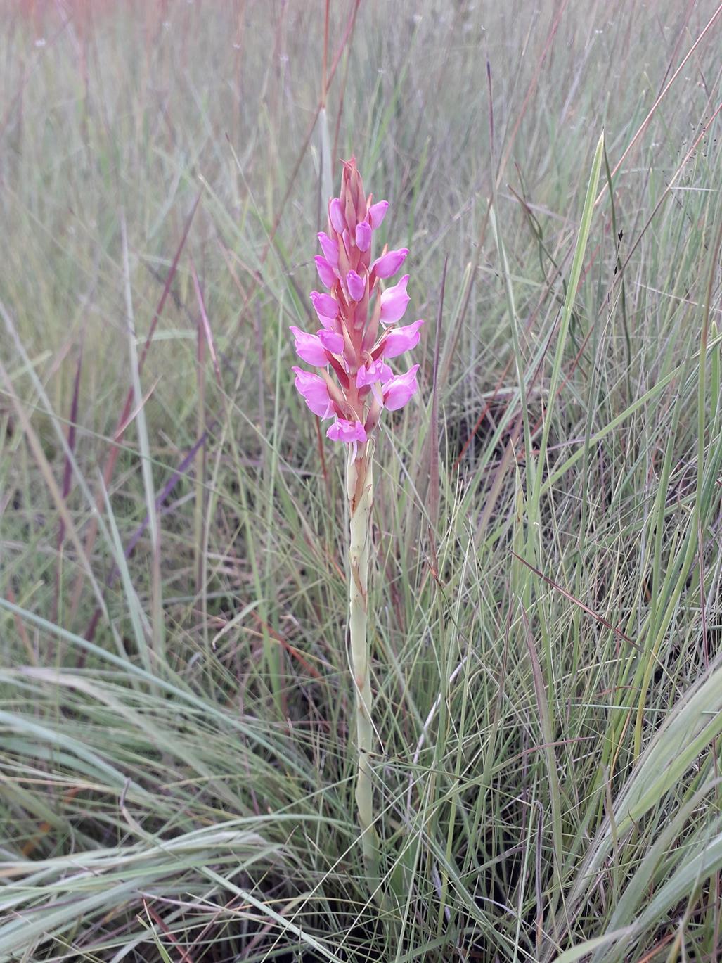 Disa welwitschii subsp. occultans