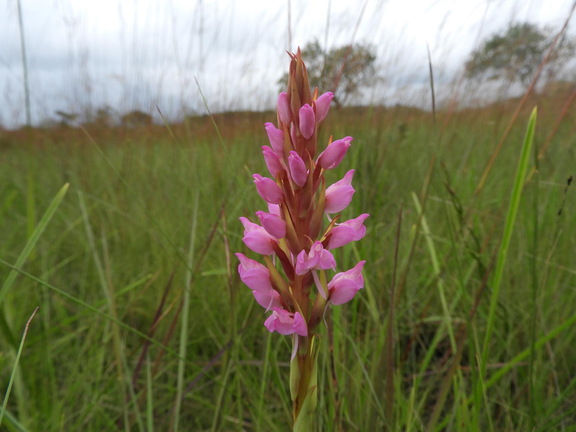 Disa welwitschii subsp. occultans