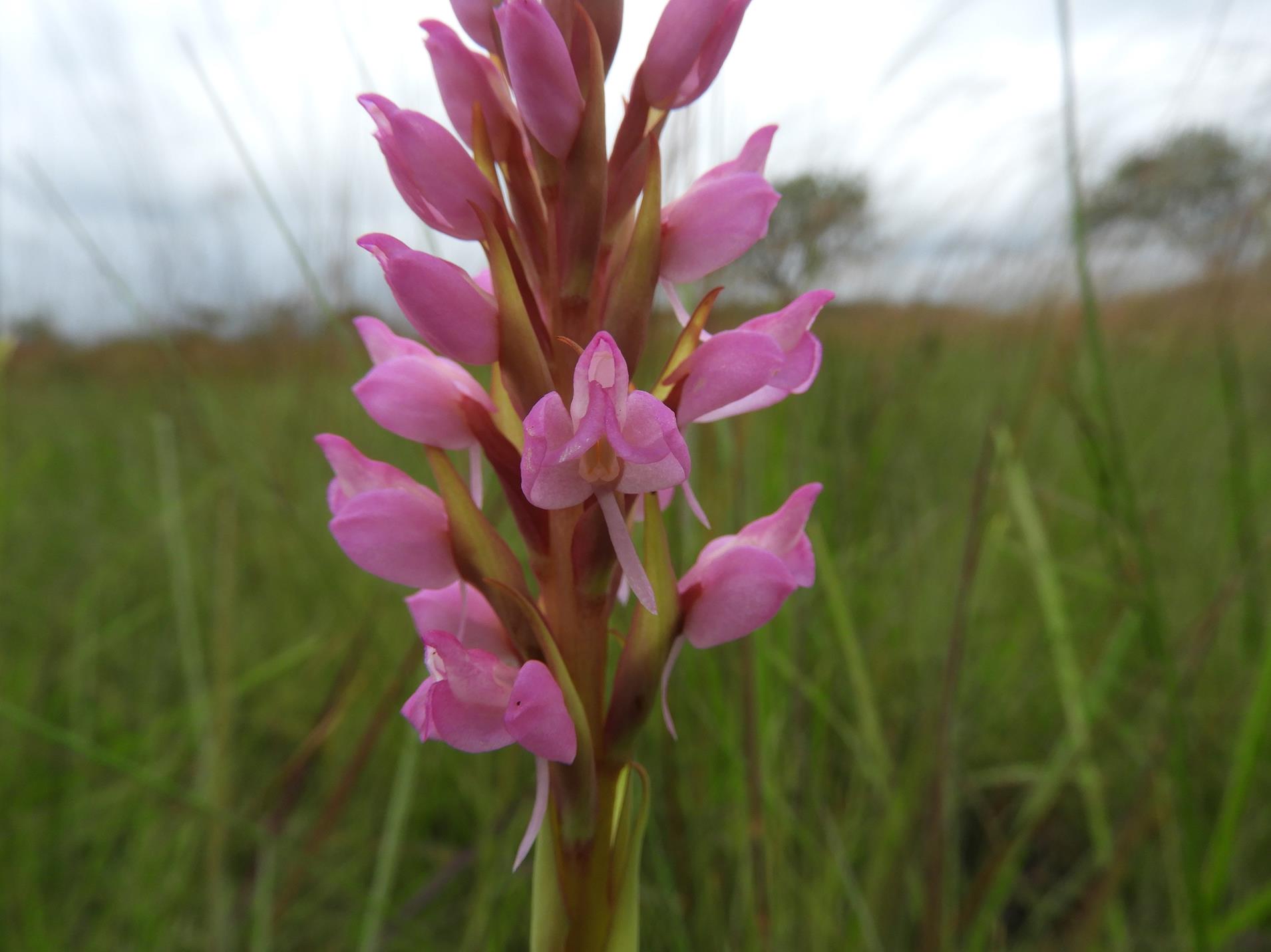 Disa welwitschii subsp. occultans