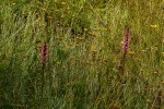 Satyrium crassicaule