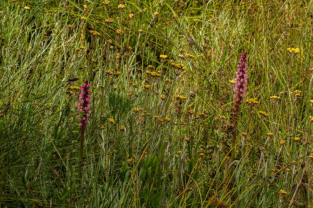 Satyrium crassicaule