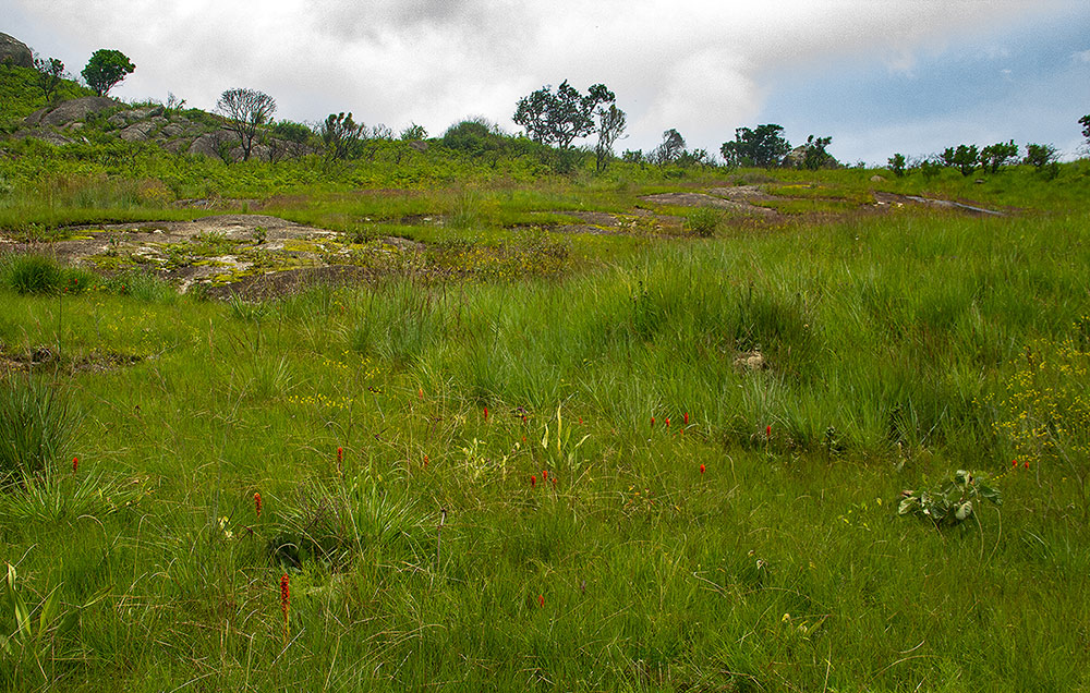Satyrium orbiculare