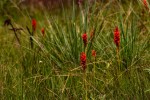 Satyrium orbiculare