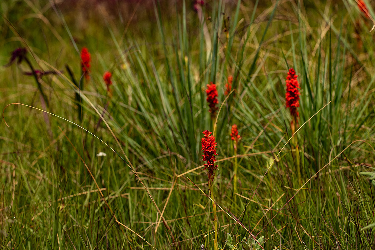 Satyrium orbiculare