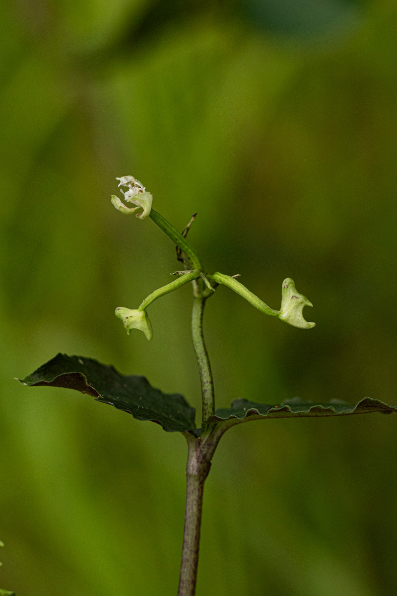 Disperis thomensis Disperis thomensis