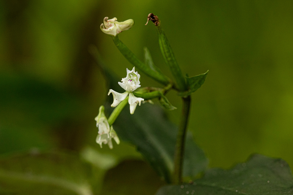 Disperis thomensis
