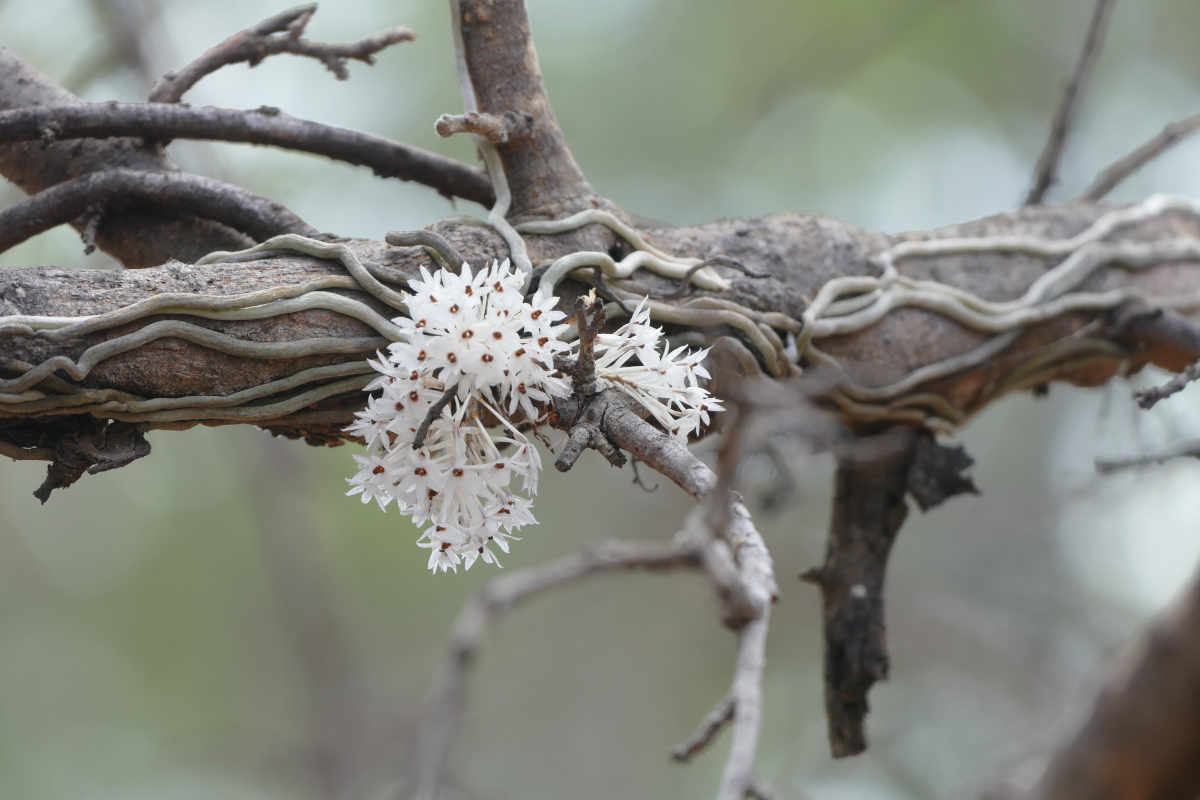 Microcoelia hirschbergii Microcoelia hirschbergii