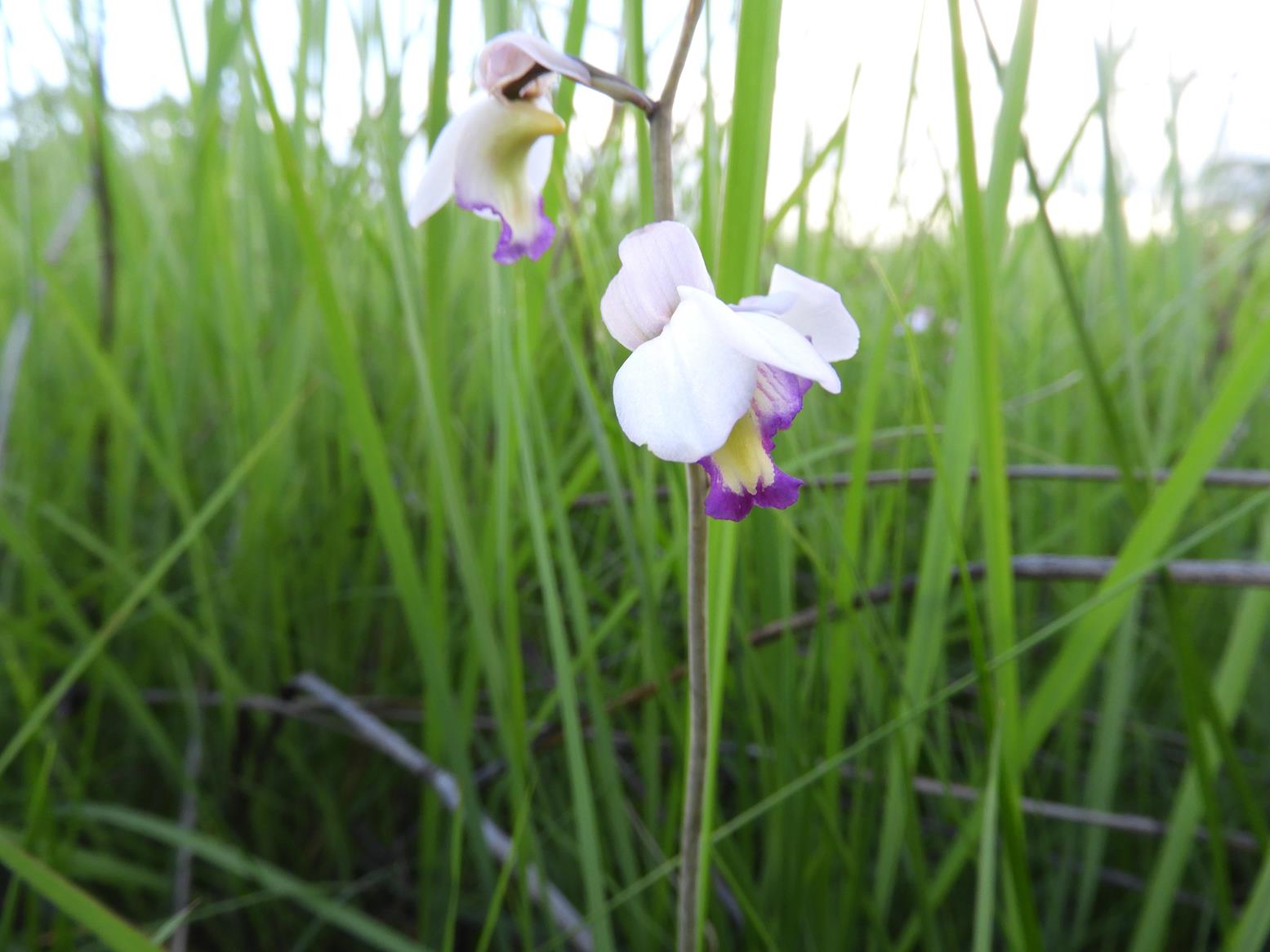 Eulophia calantha Eulophia calantha