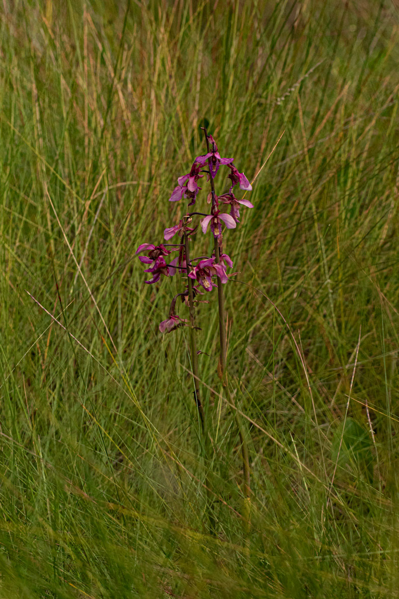 Eulophia tricristata