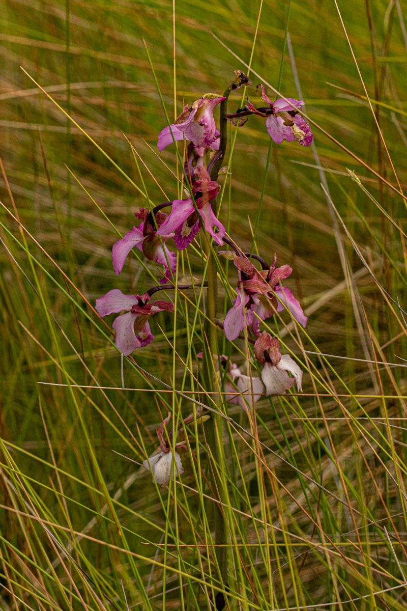 Eulophia tricristata Eulophia tricristata