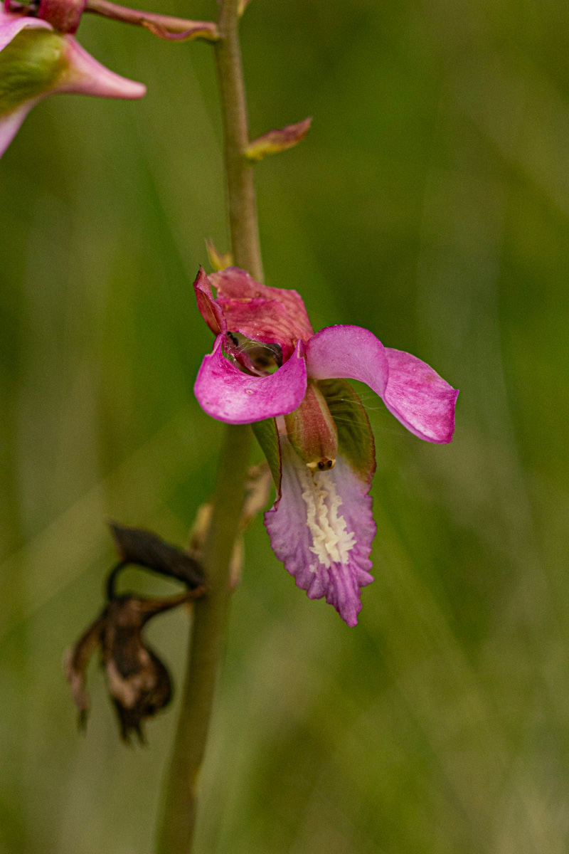 Eulophia tricristata Eulophia tricristata